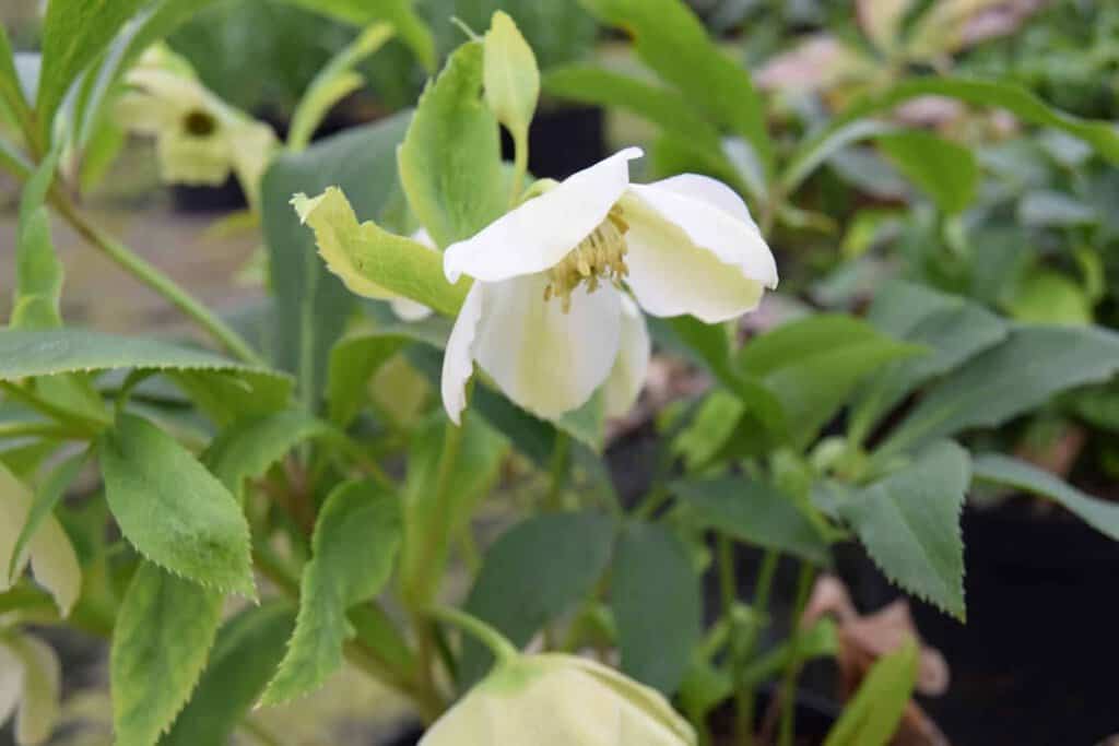 Helleborus x hybridus ---